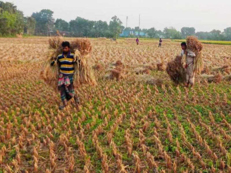 বৃষ্টিপাতের আশঙ্কায় ধান কাটতে যশোর কৃষি অফিসের মাইকিং 